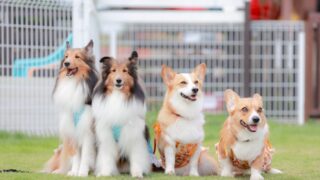 名前が10文字以上の動物一覧！思わず人に話したくなる面白い雑学も紹介 