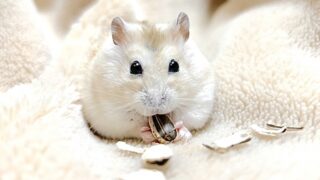 ハムスターを飼うとゴキブリが出る？原因と安全な対策を徹底解説 