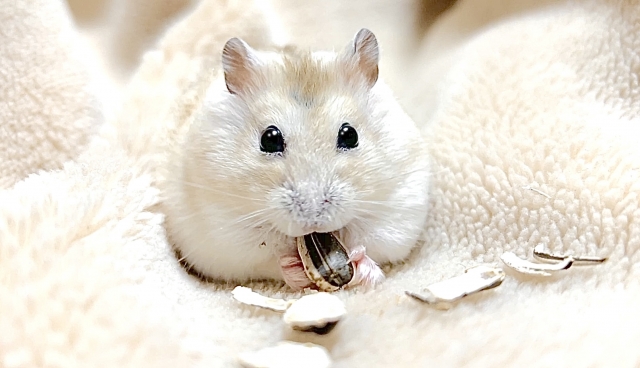 ハムスターを飼うとゴキブリが出る？原因と安全な対策を徹底解説